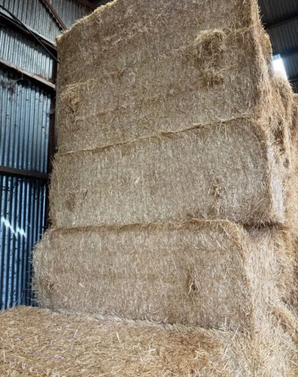 Quality English chopped barley straw - Image 2