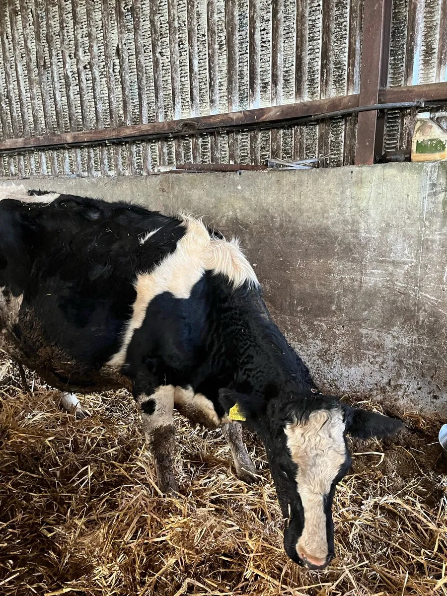 Cow and calf - Image 1