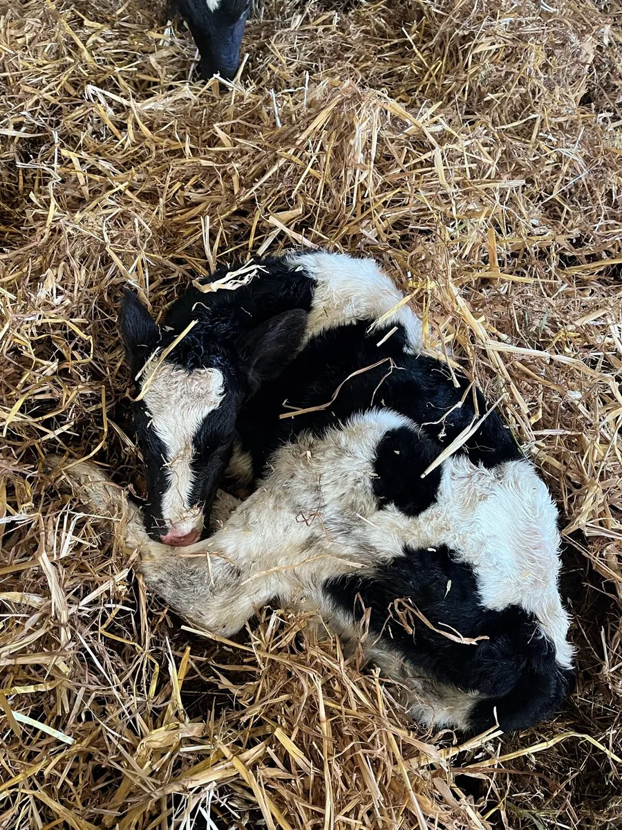 Cow and calf - Image 2