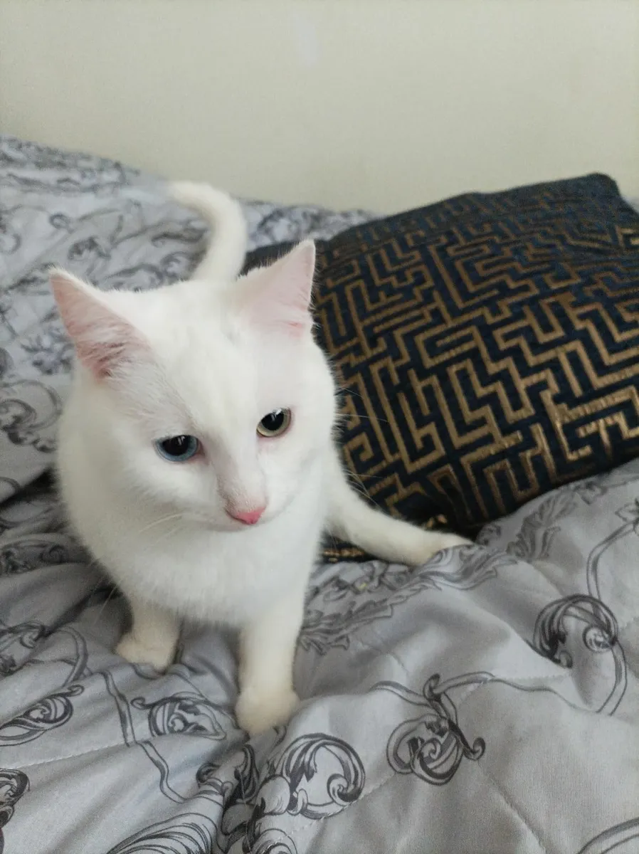 Van kittens - Image 3