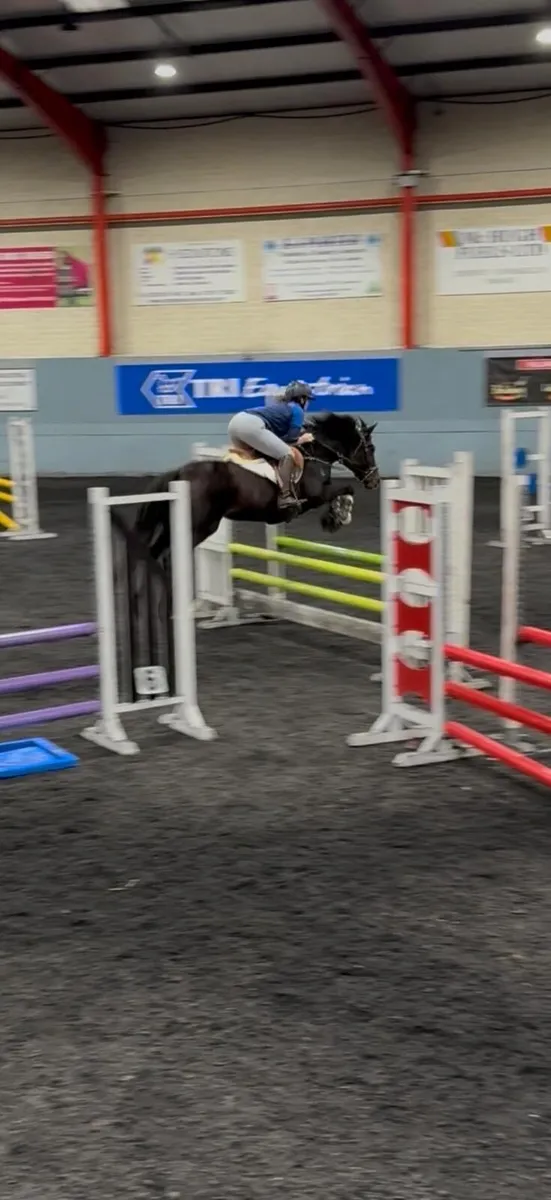 148 pony club pony - Image 4