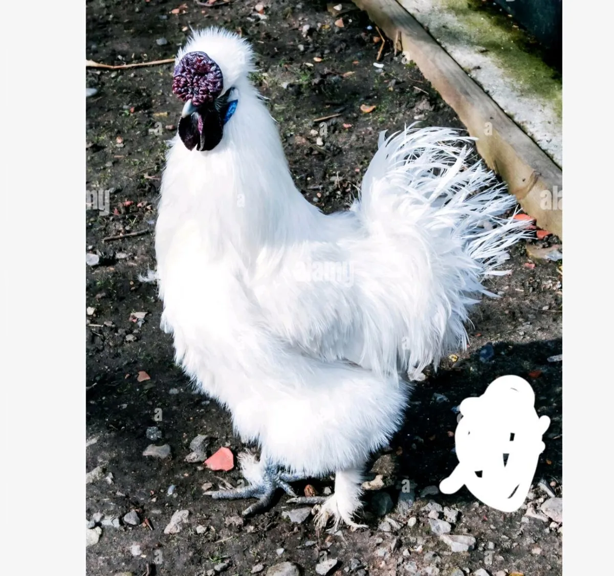 WANTED WANTED WANTED - Image 2