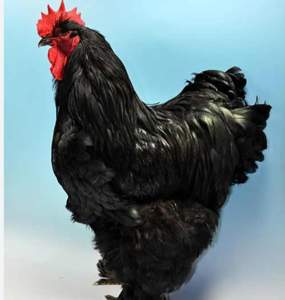 WANTED WANTED WANTED - Image 3