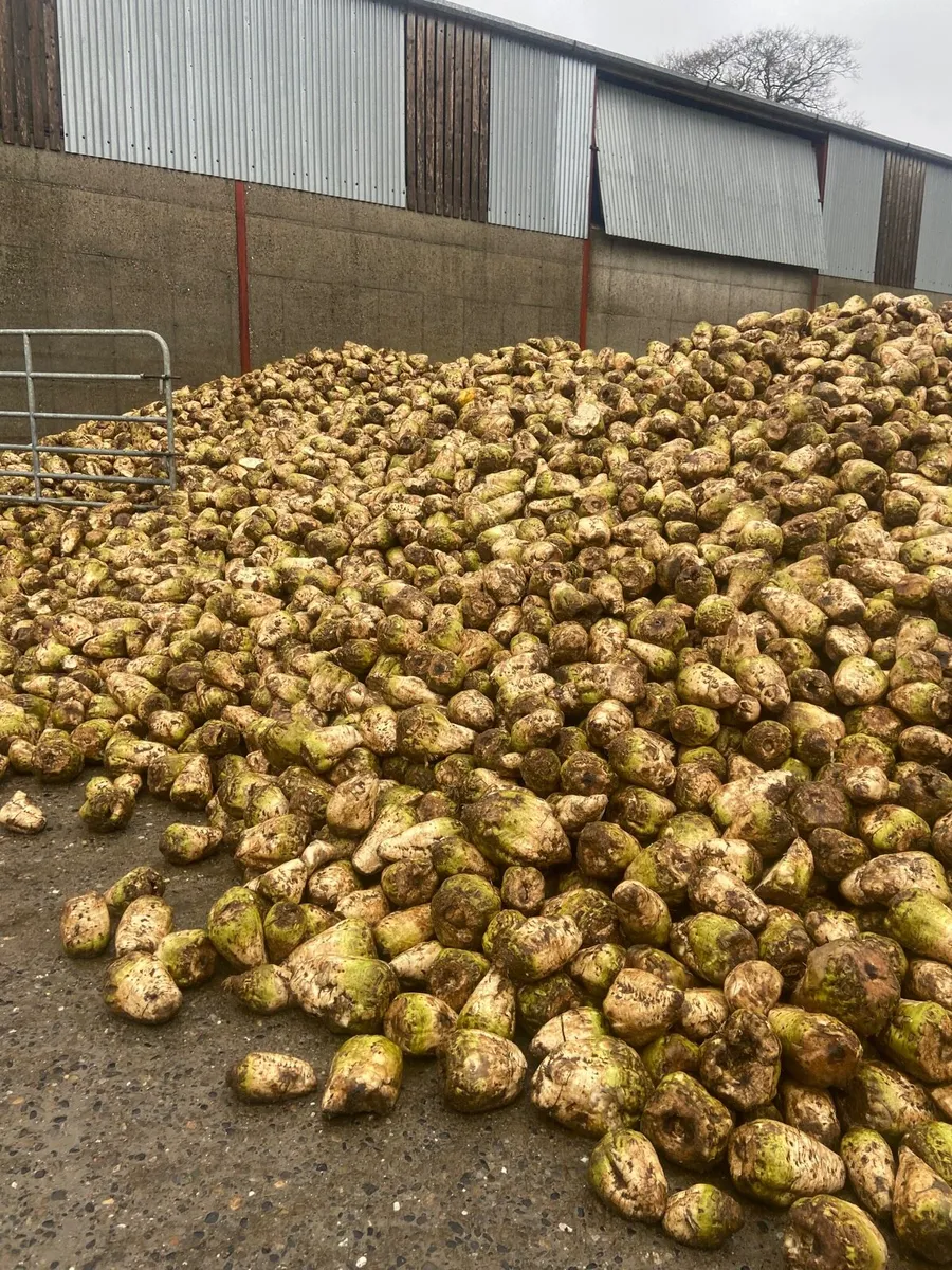 Sugar and fodder beet - Image 4