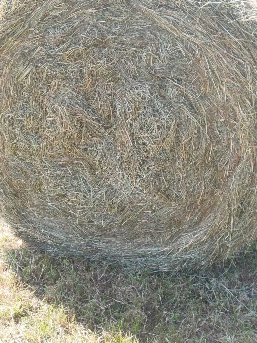 Hay - Image 2