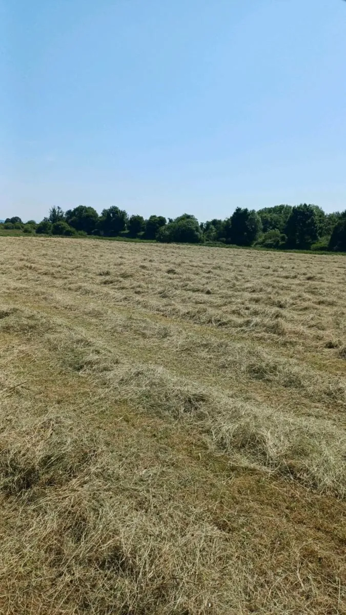 Hay - Image 3