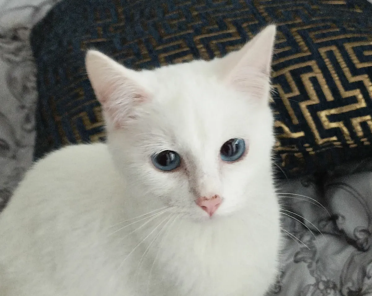 Van kittens - Image 4