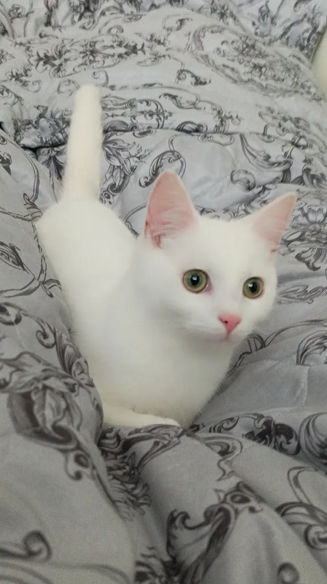 Van kittens - Image 1