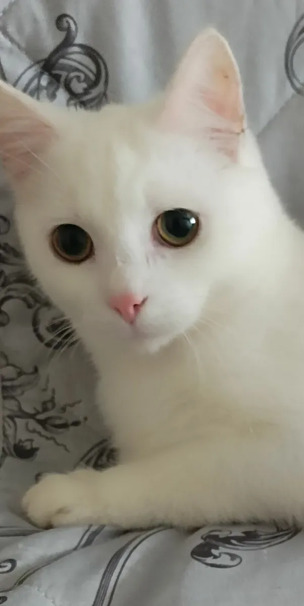 Van kittens - Image 2