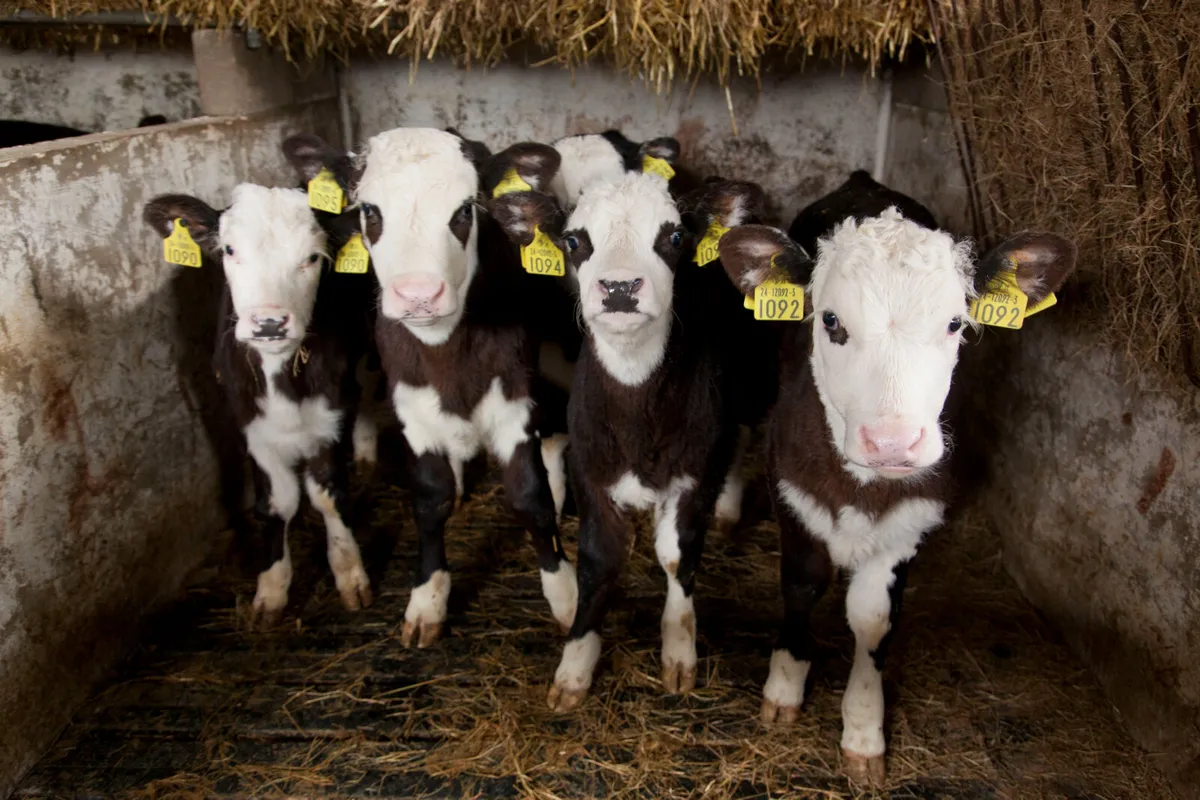 EASYFIX Calf Slats - Image 2