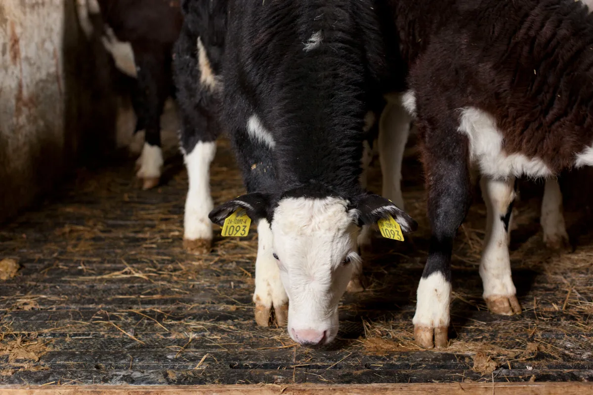 EASYFIX Calf Slats - Image 3