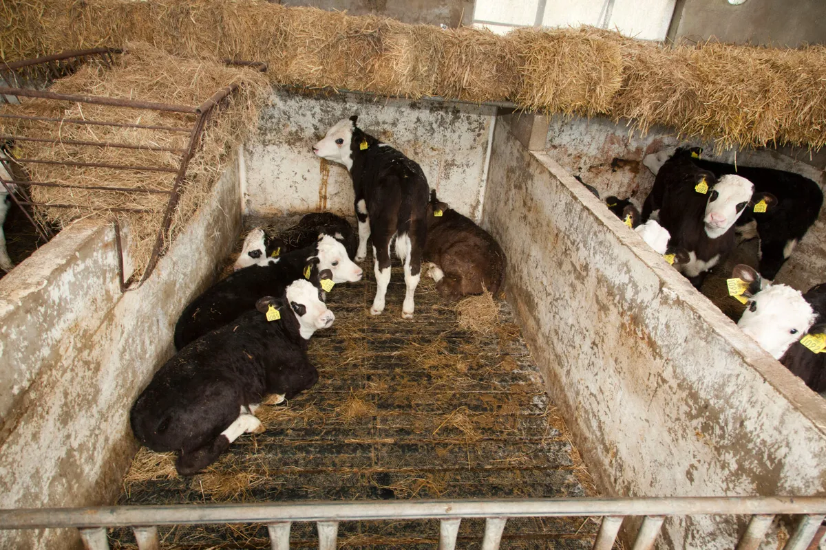 EASYFIX Calf Slats - Image 4