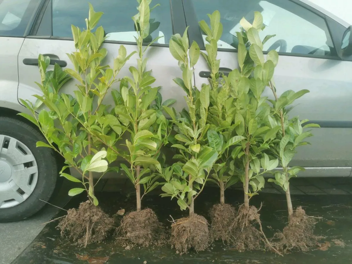 Laurel Hedging - Image 1