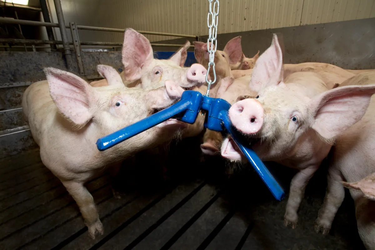 EASYFIX Calf Enrichment Toys - Image 4