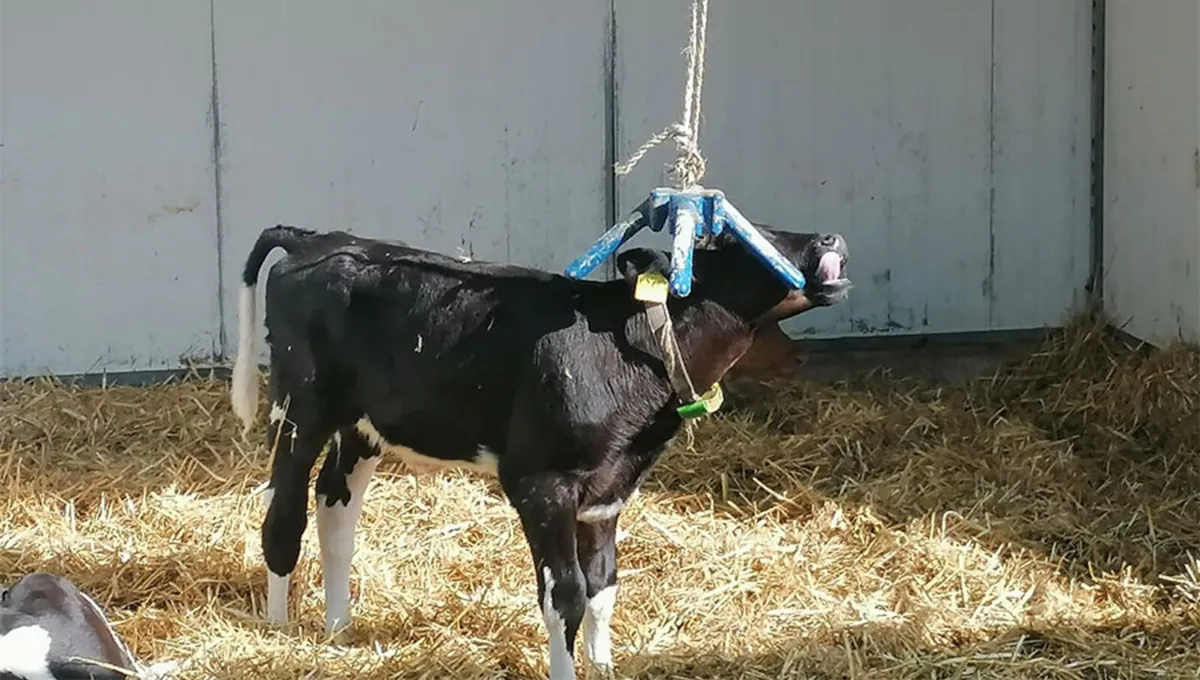 EASYFIX Calf Enrichment Toys - Image 1