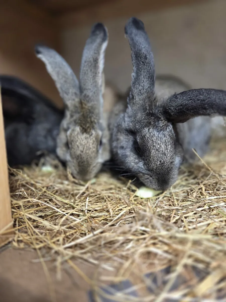 Giant flemish rabbits - Image 1