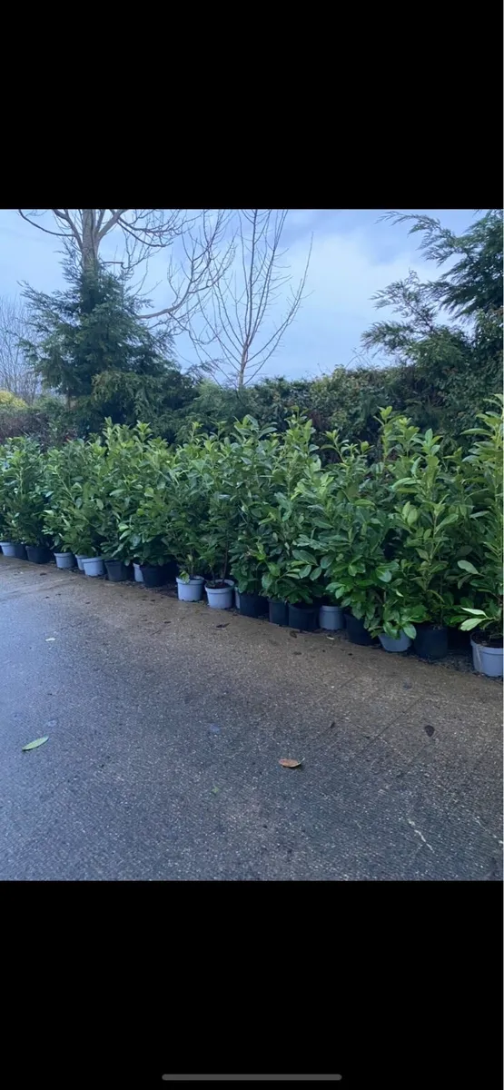 POTTED LAUREL HEDGING (4-5FT) - Image 2