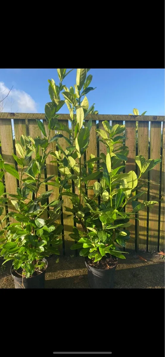 POTTED LAUREL HEDGING (4-5FT) - Image 1