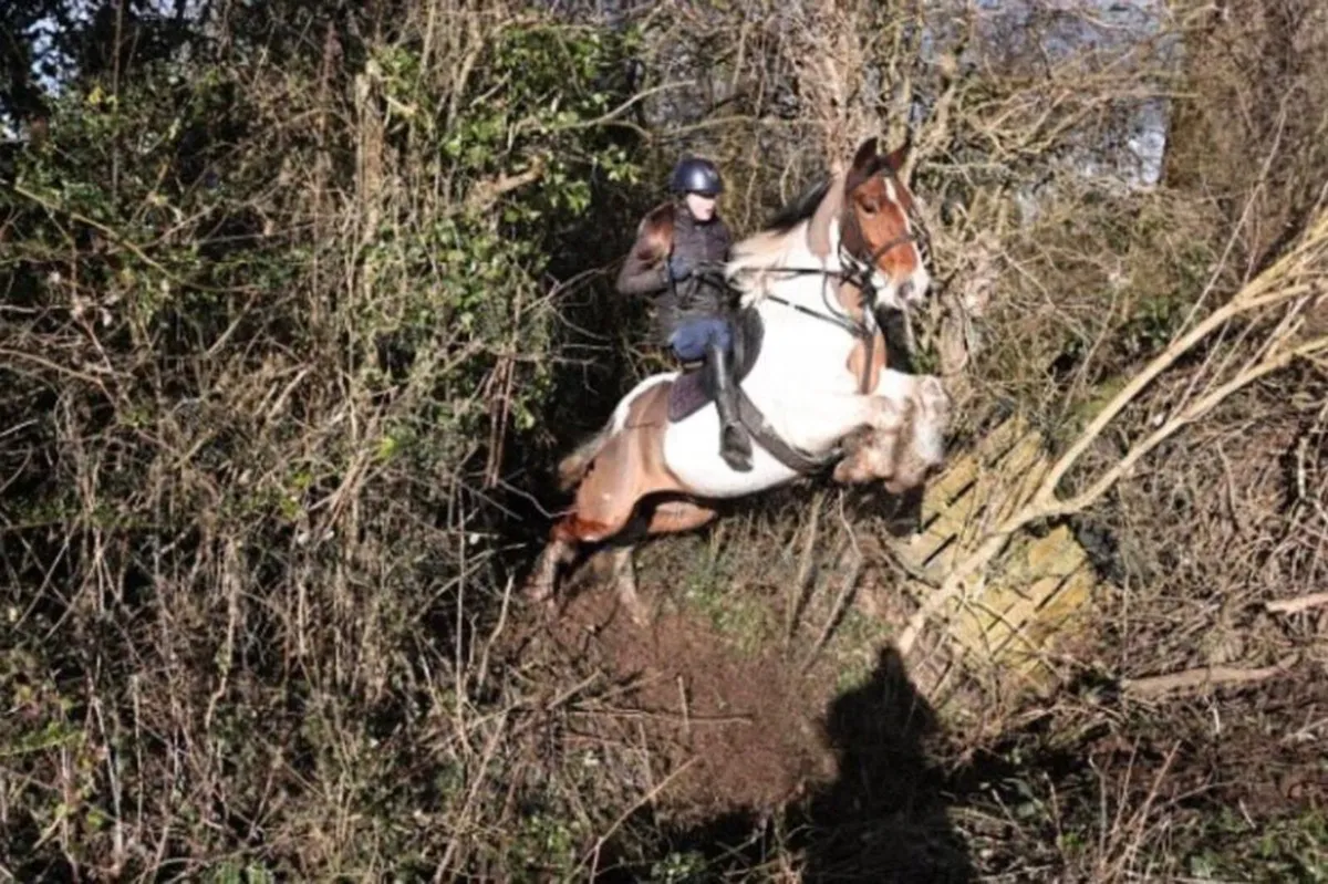 4 year old gelding - Image 1