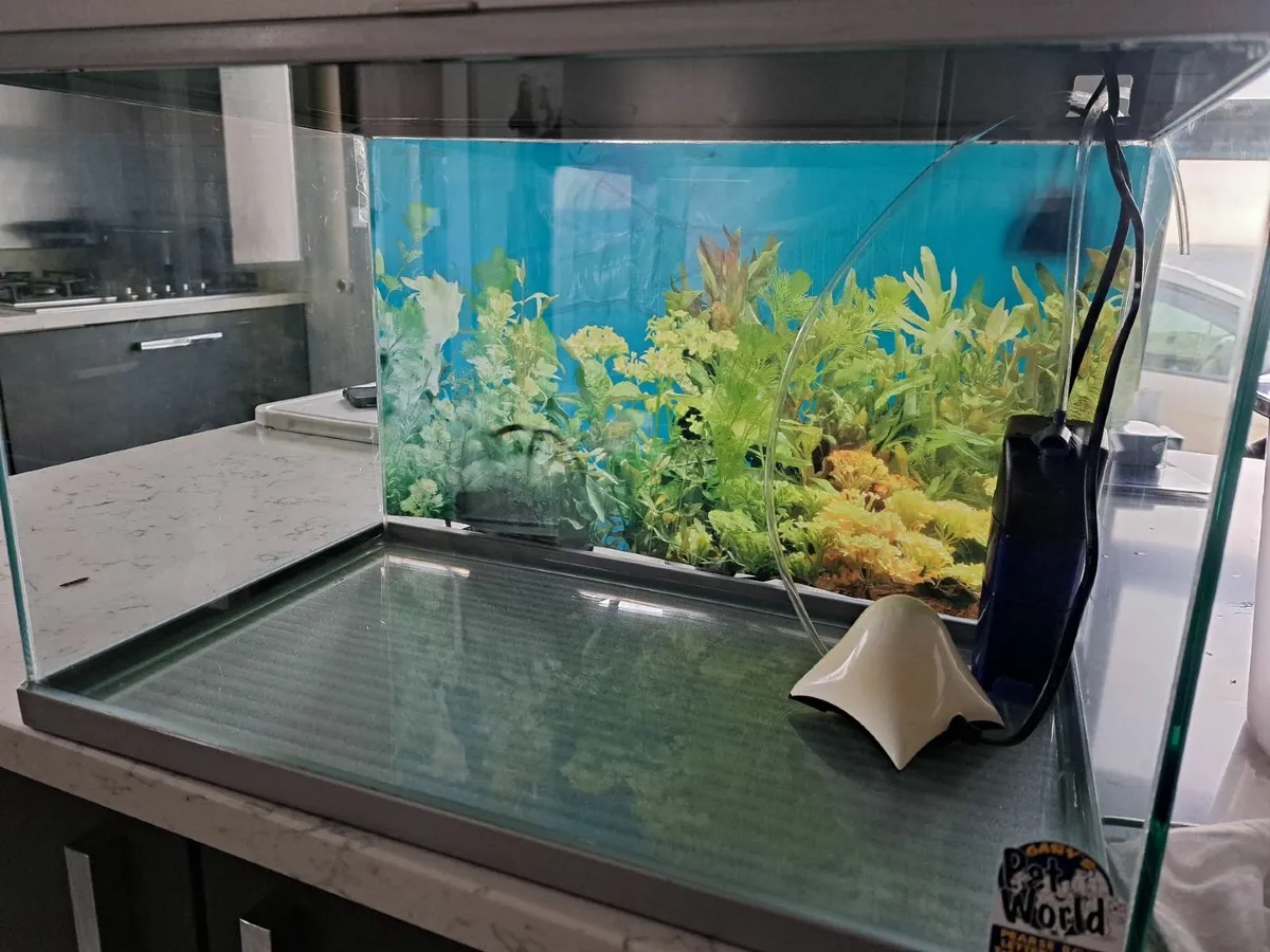 Fish tank - Image 3