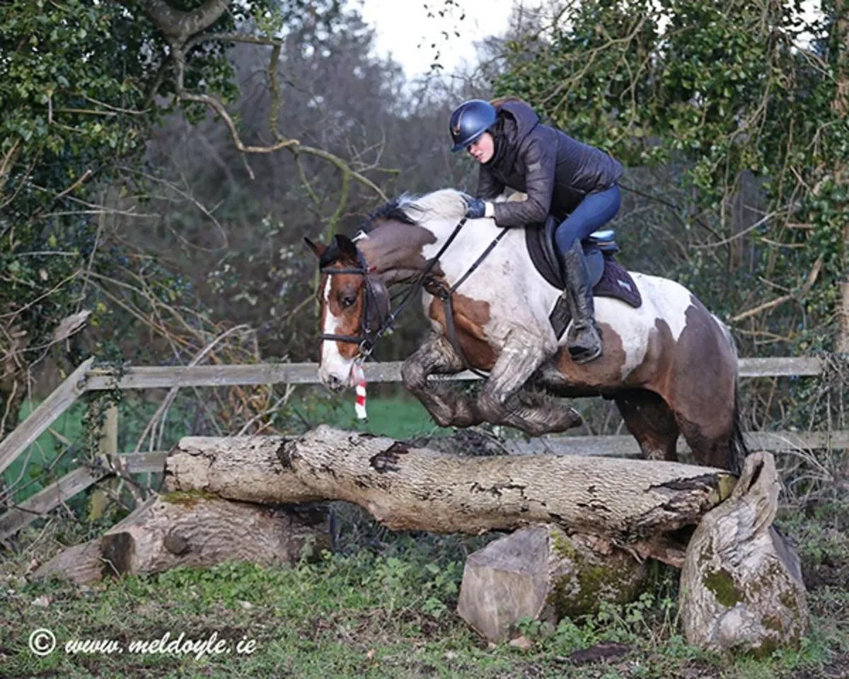 4 year old gelding - Image 1