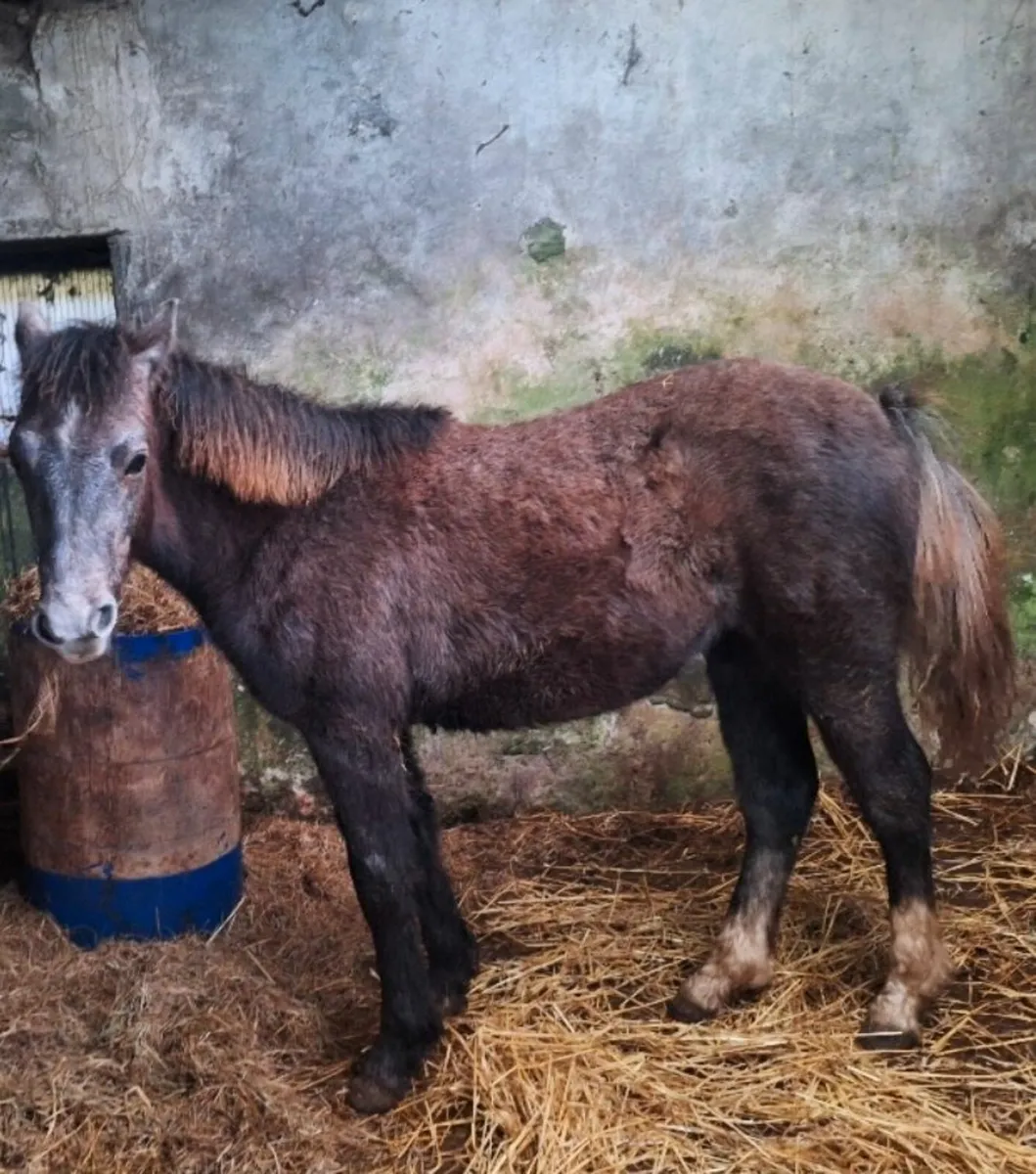 Connemara Foal - Image 2