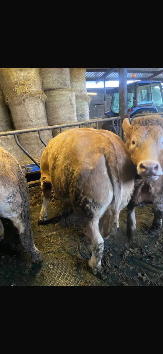 Fat Heifers - Image 1