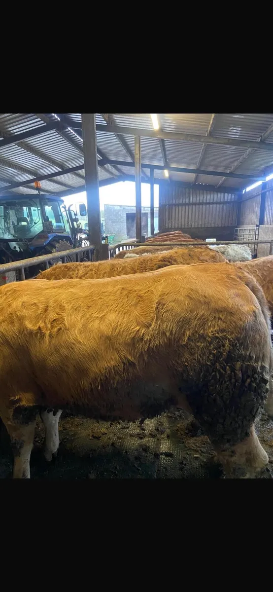 Fat Heifers - Image 4