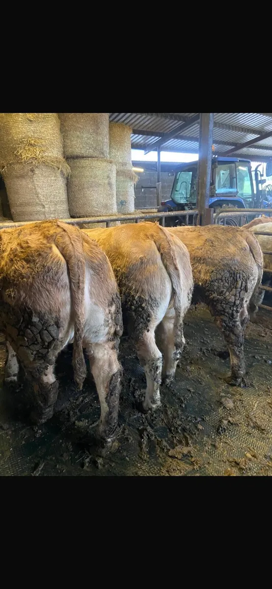 Fat Heifers - Image 2