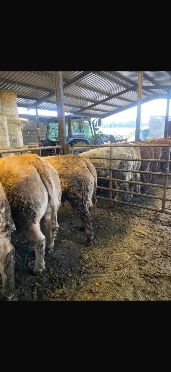 Fat Heifers - Image 3