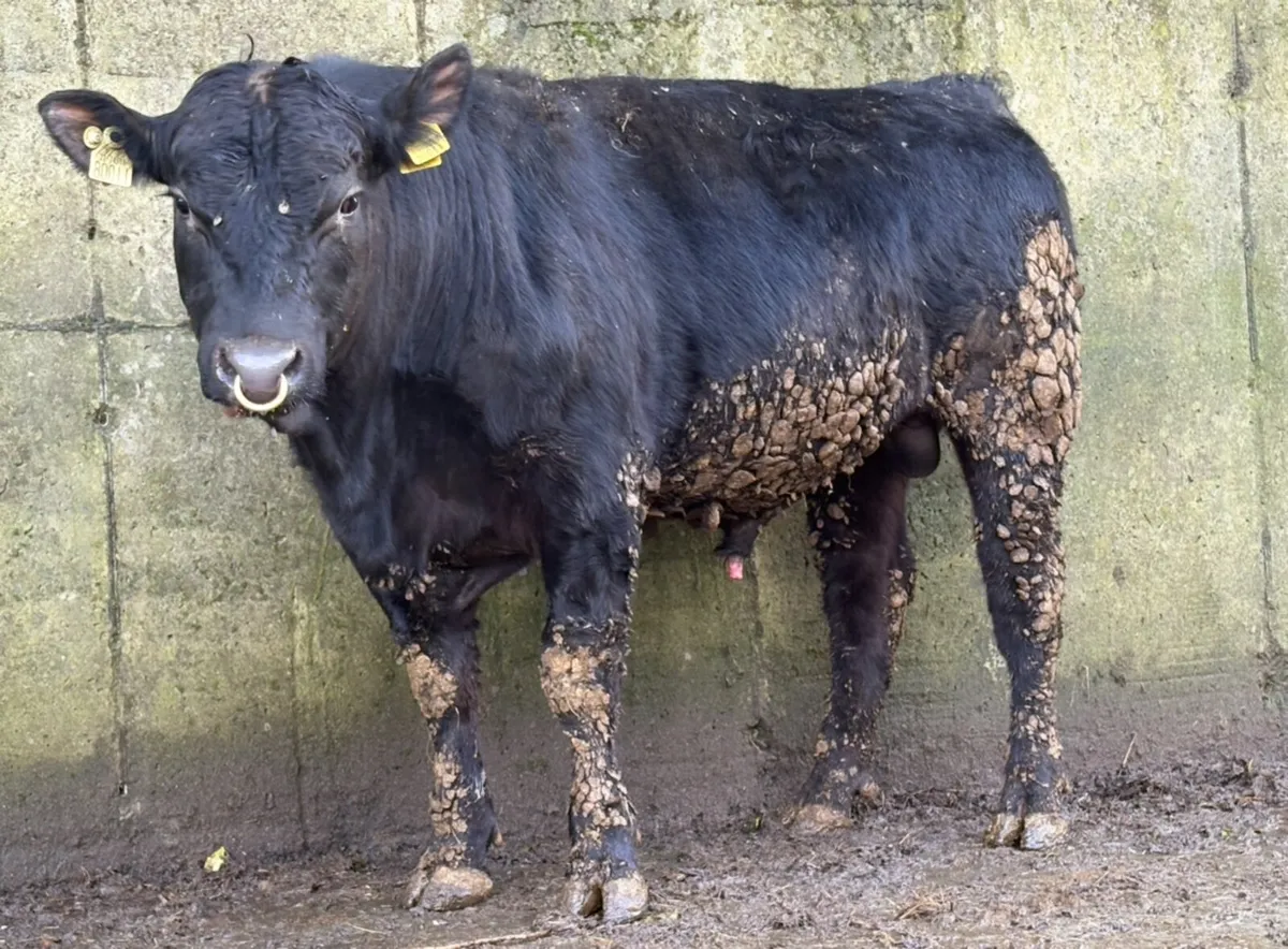 6 young PBR Angus Bulls - Image 1