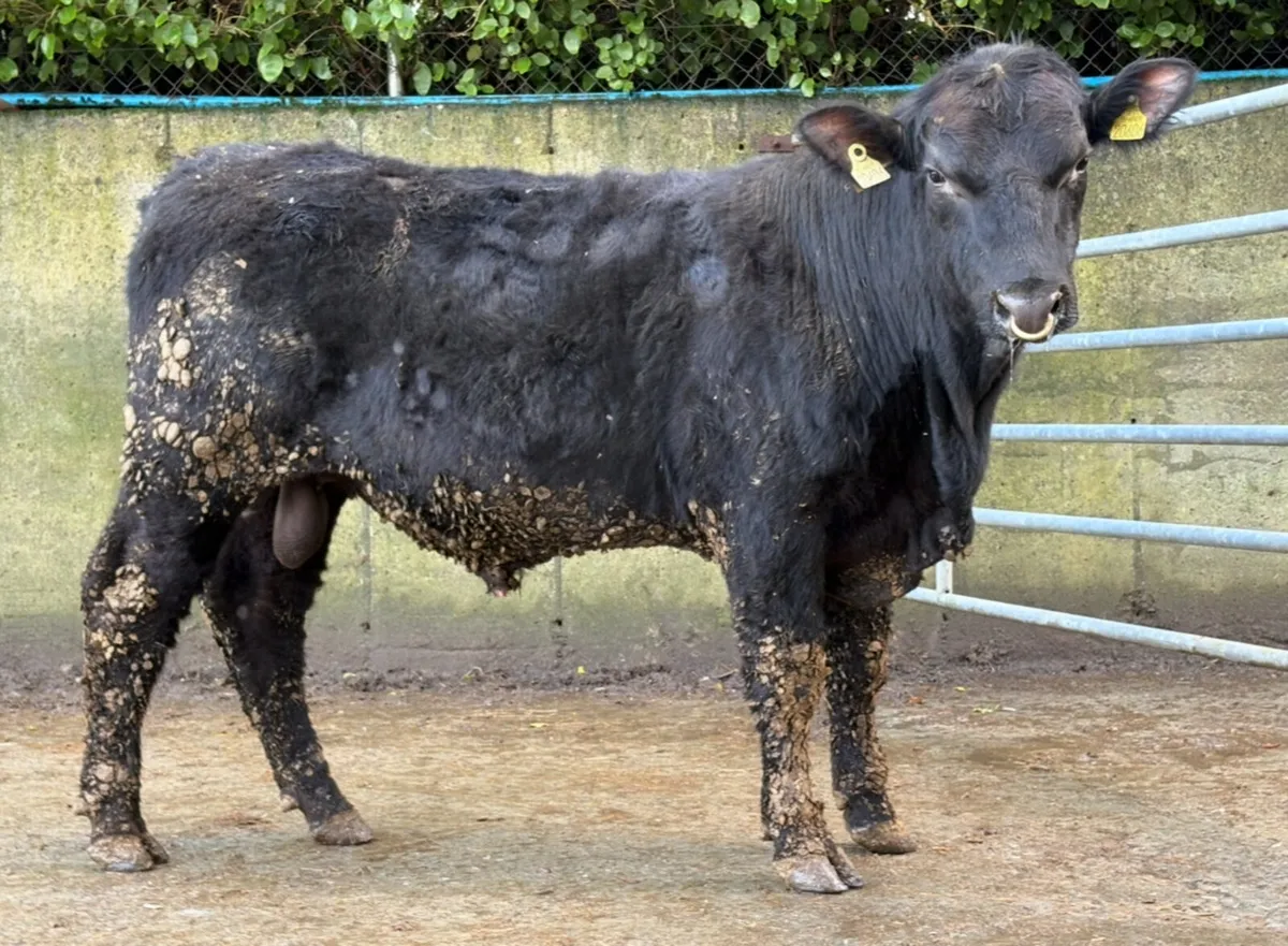 6 young PBR Angus Bulls - Image 2