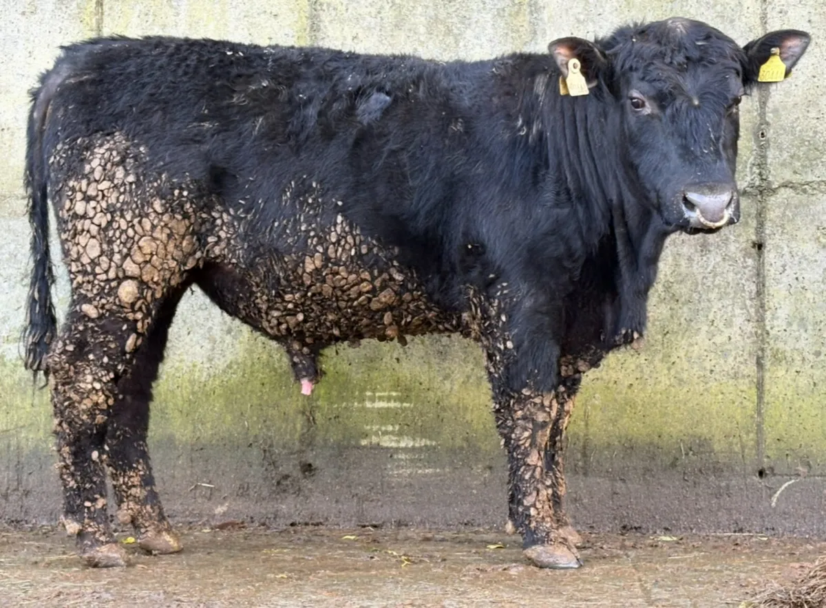 6 young PBR Angus Bulls - Image 4