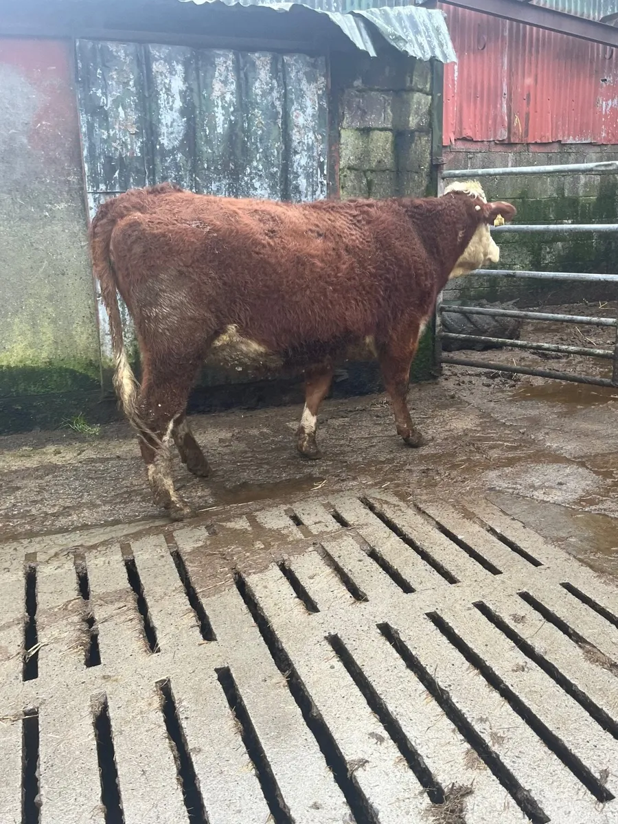 incalf heifer - Image 1