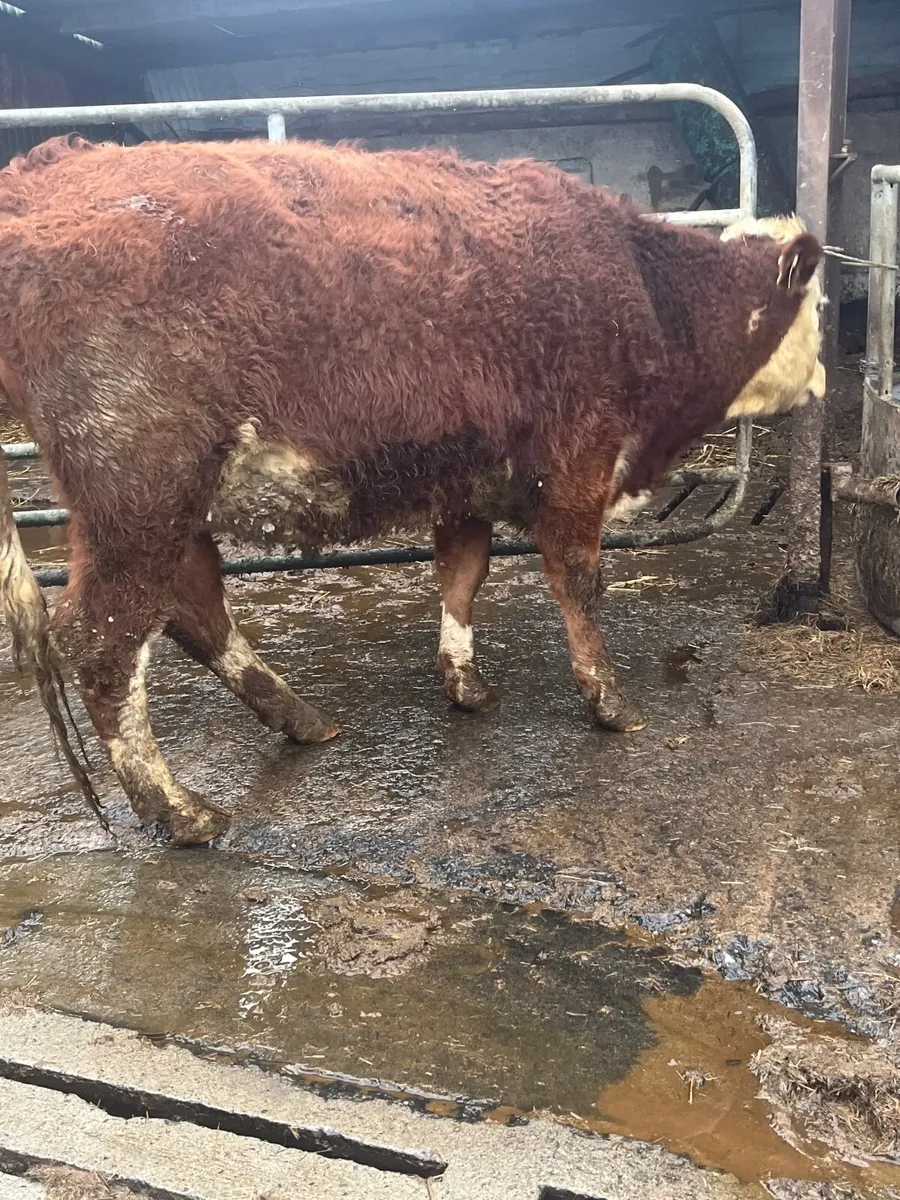 incalf heifer - Image 2