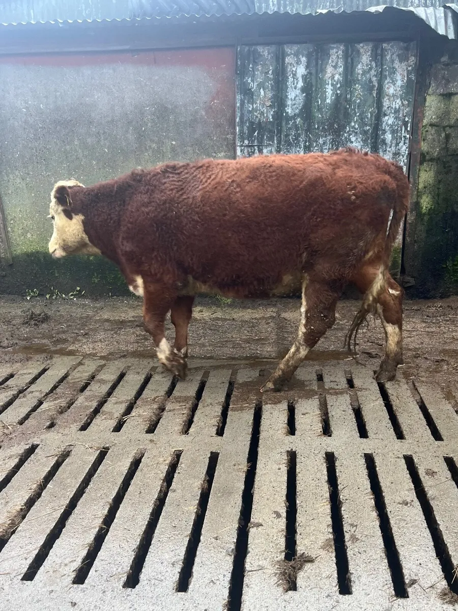 incalf heifer - Image 3