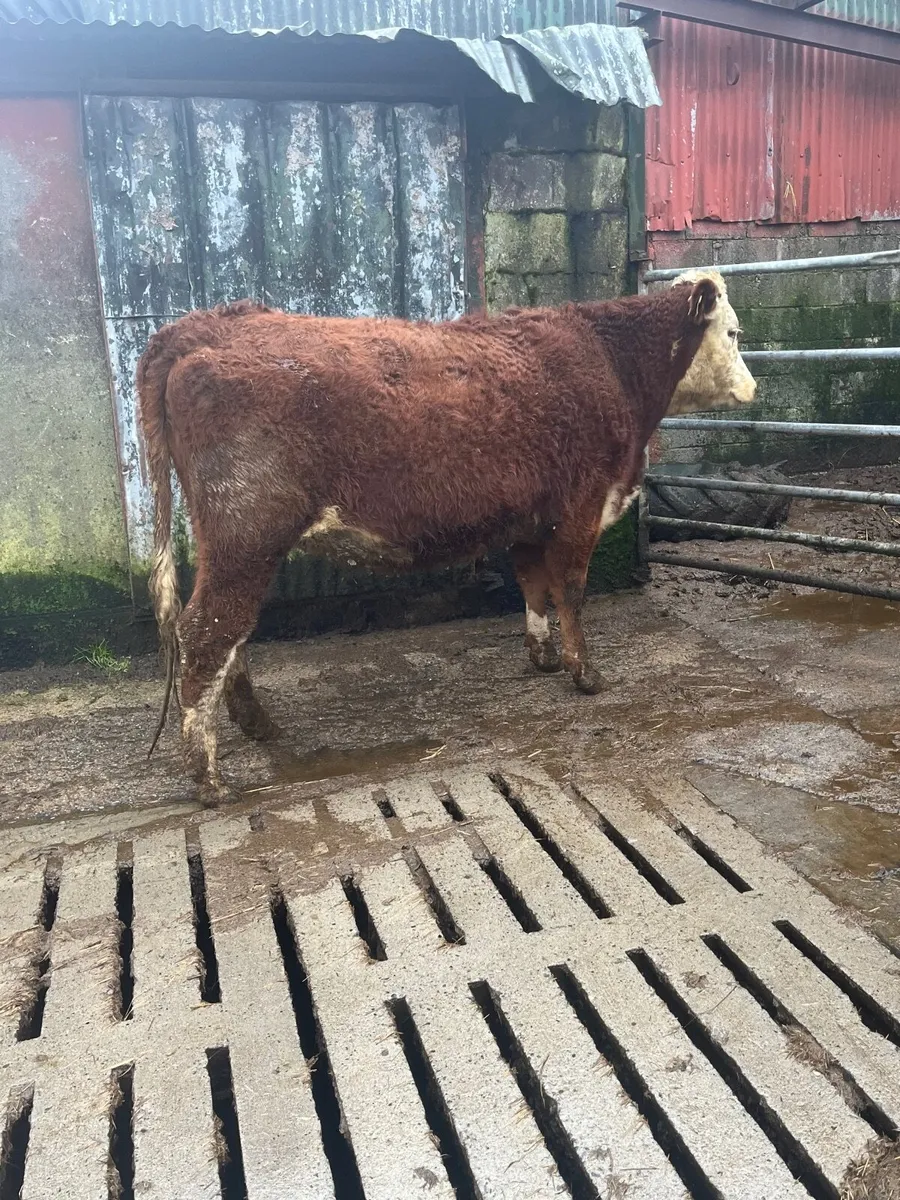 incalf heifer - Image 4