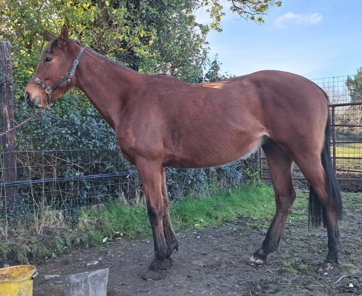 Thoroughbred Broodmare - Image 1