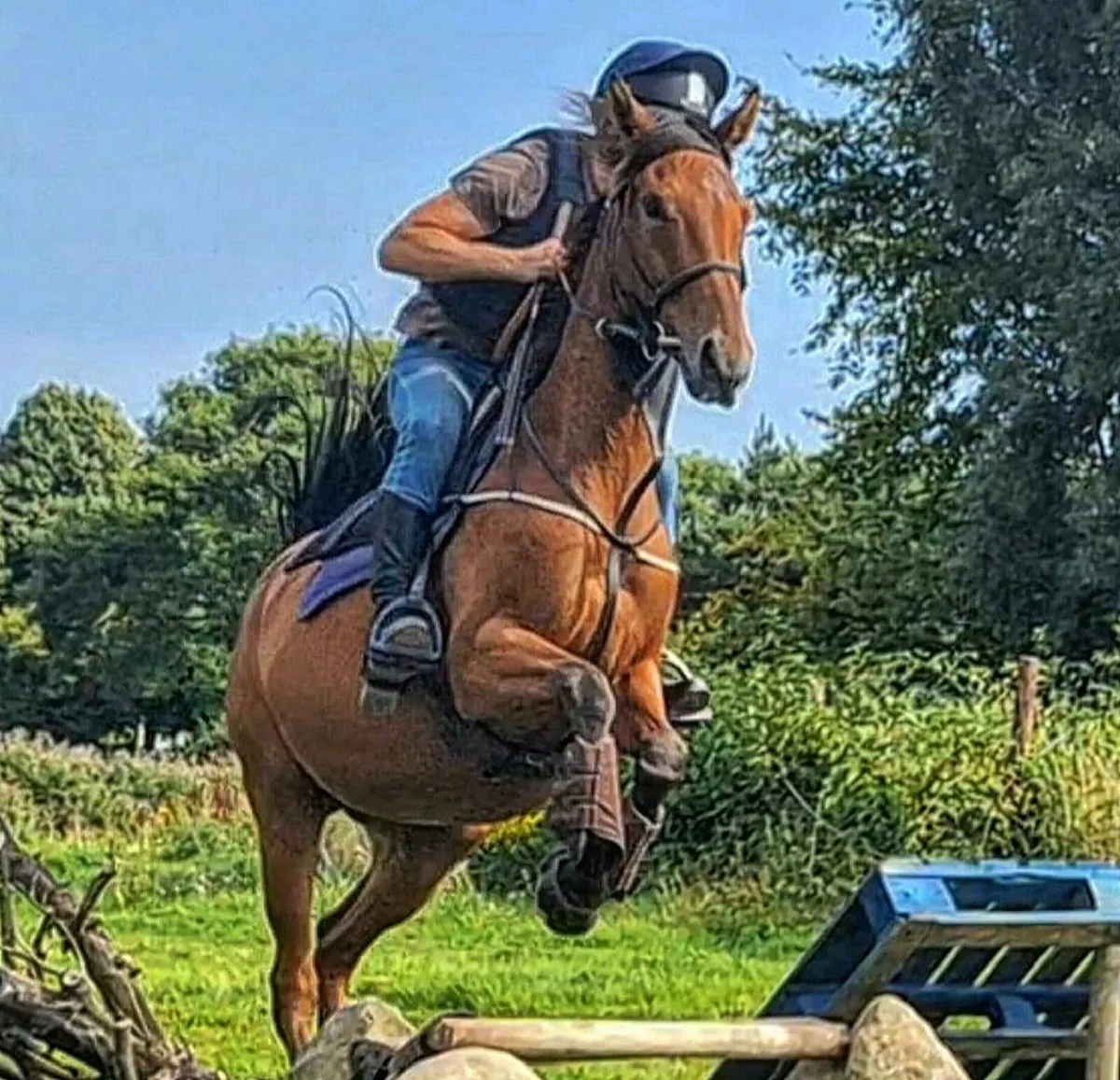 Thoroughbred Broodmare - Image 4