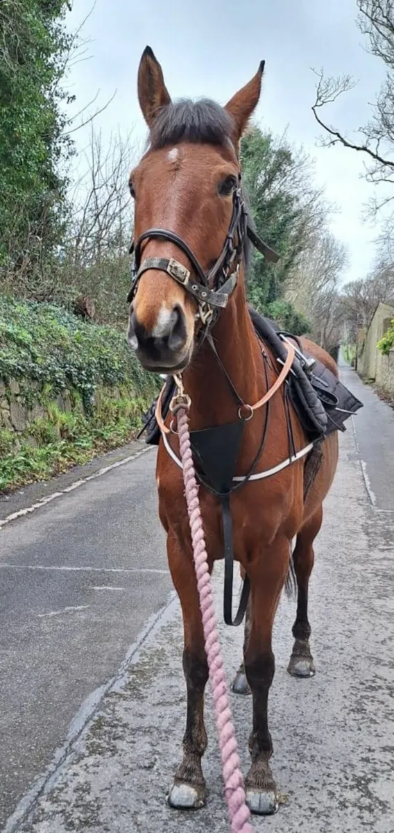 Thoroughbred Broodmare - Image 2