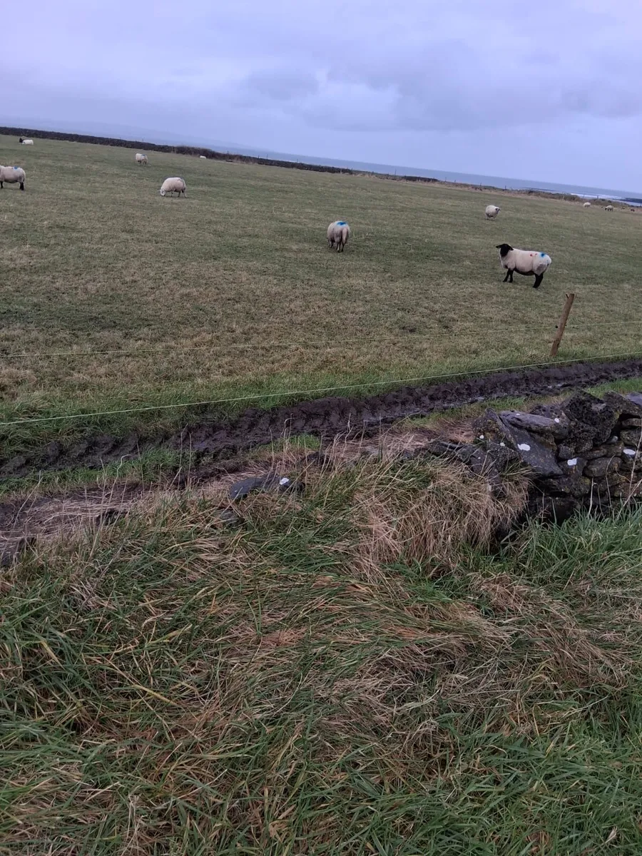 12 young sheep - Image 1