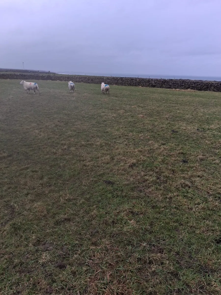 12 young sheep - Image 2