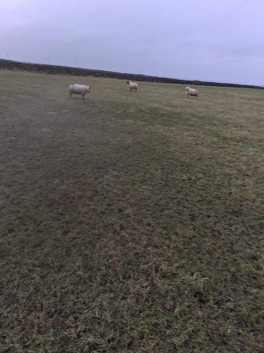 12 young sheep - Image 4