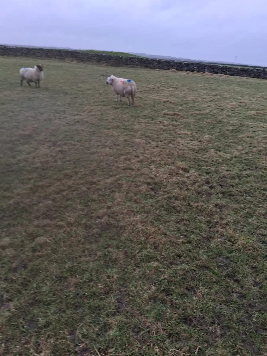 12 young sheep - Image 3