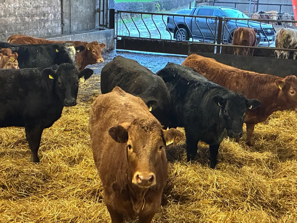 Breeding heifers - Image 1