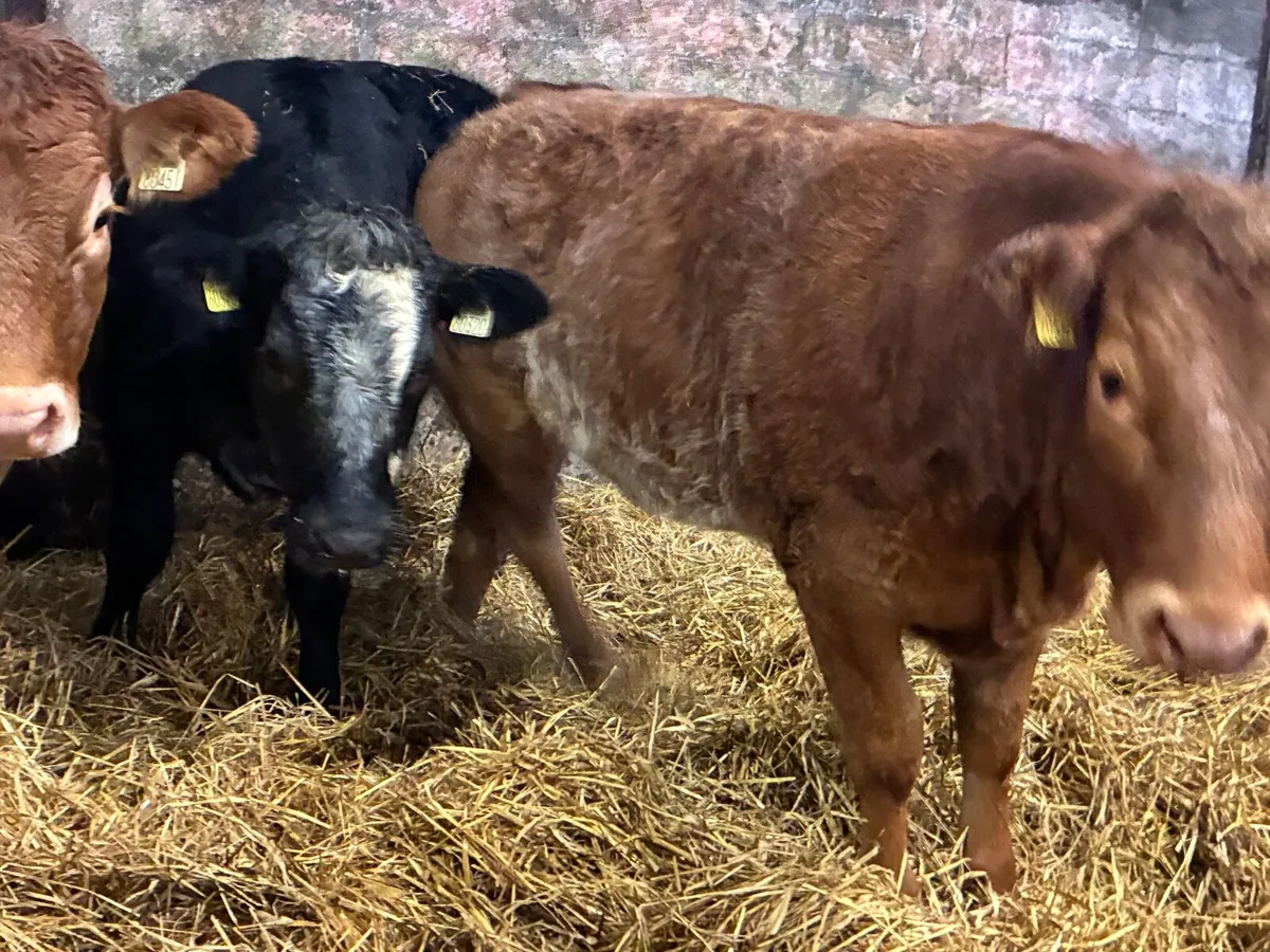 Breeding heifers - Image 4