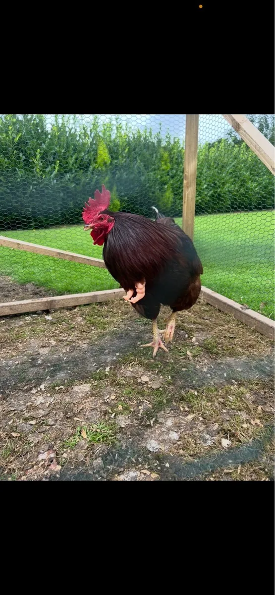 Hens and roosters - Image 2