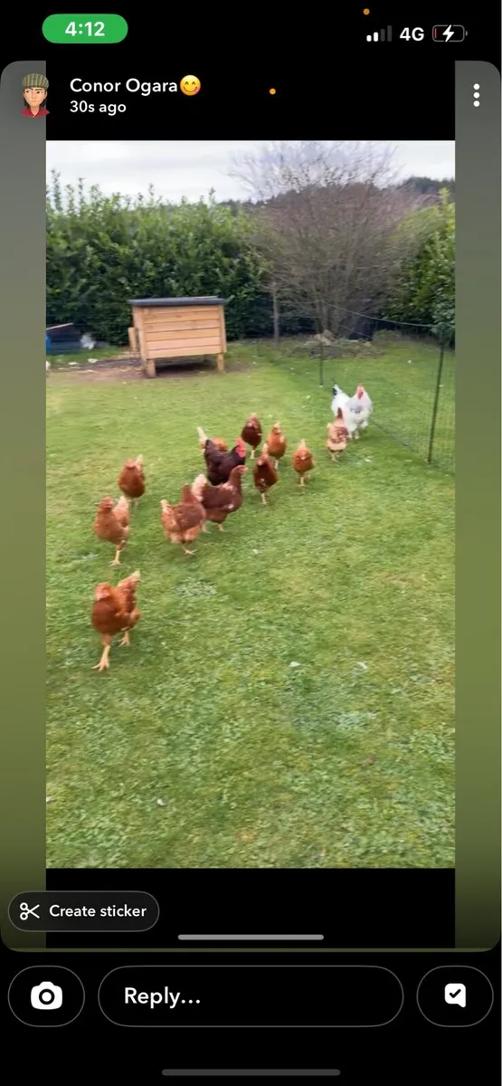 Hens and roosters - Image 1