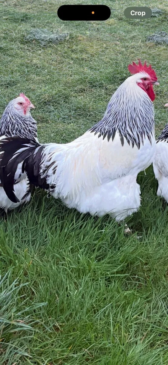 Hens and roosters - Image 3