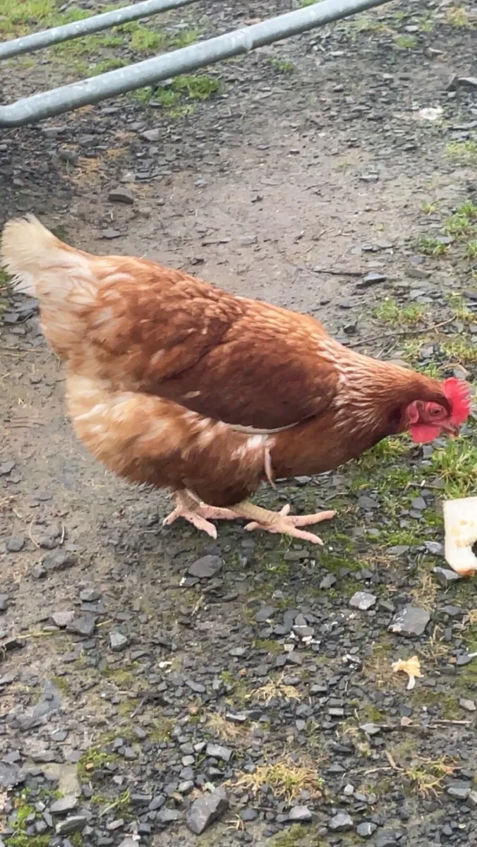 Hens and roosters - Image 4